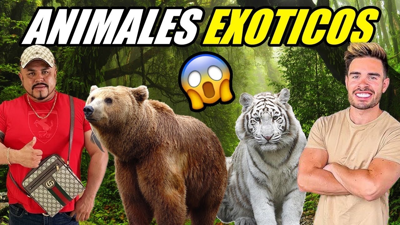 ANIMALES EXOTICOS CON LA FAMILIA MILLONARIA 🐯🐅