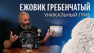 Оправдан ли хайп вокруг ежовика гребенчатого? Михаил Вишневский