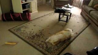 Corgi Post-Bath