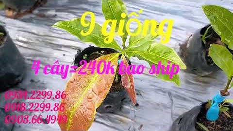 dảo cam, cúc cam, tây thi, 40 cánh, tiên ông, vip, hoàng hậu, lncv, cúc lá gai