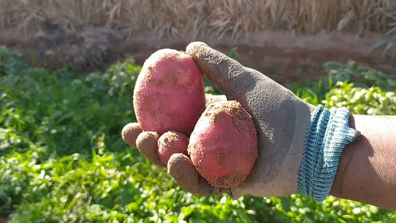 أول حصاد بطاطا 🥔 بعد الزراعة بنظام السقي بالتنقيط | تجربة ناجحة