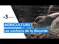 Ref:UPIScTaJBlk Les riverains ne supportent plus l'odeur des cochons �lev�s en plein air