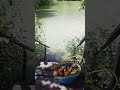 #forest #relaxingmusic #birdsong #nature #relax #relaxingsounds #mushroom #adventure #water #europe