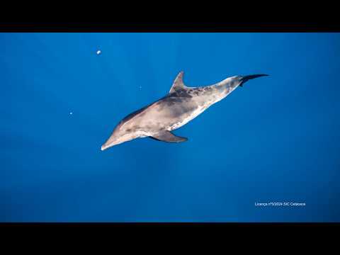 Madeira’s Rough-toothed Dolphins