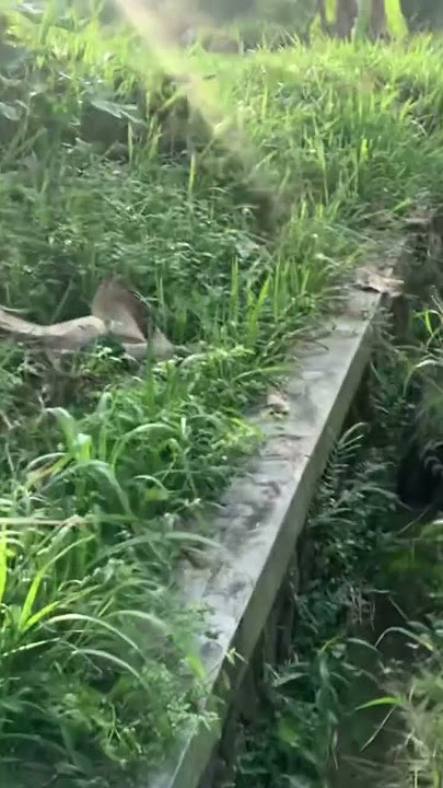 Viral‼️ dedes nabrak got selokan 😂 // musang rase berburu #viral #fyp #funny #fypシ #berburu #hama