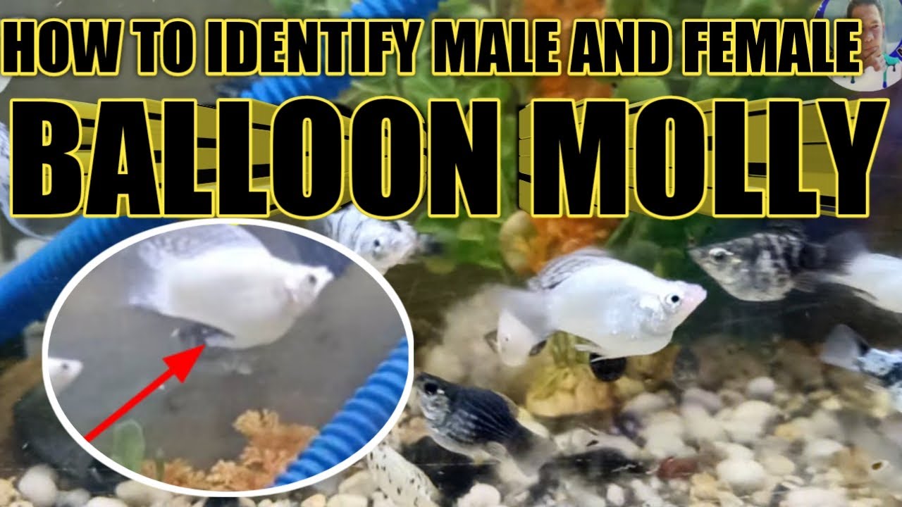 HOW to identify MALE and FEMALE freshwater balloon molly fish YouTube