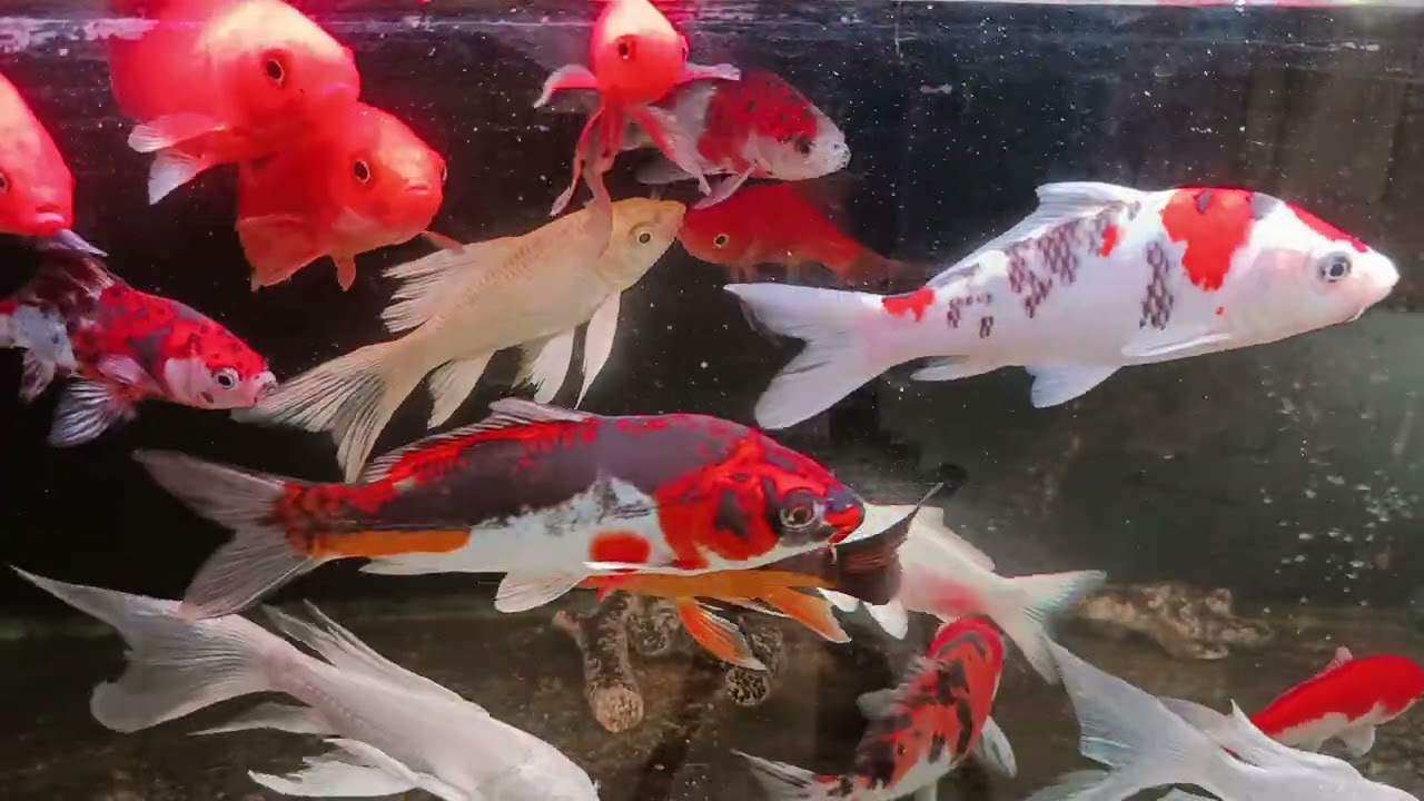 Unboxing Ikan Hias Warna Warni, Ikan Mas Koki, Ikan Oscar, Ikan Cupang, Ikan Lele, Ikan Glofish
