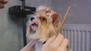 10 Adorable Facts About Yorkie Terriers #cutedogs