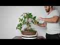 Styling Series: Ficus Natalensis #2