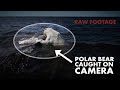 Polar Bear Hunts and Eats a Beluga Whale - Raw Footage