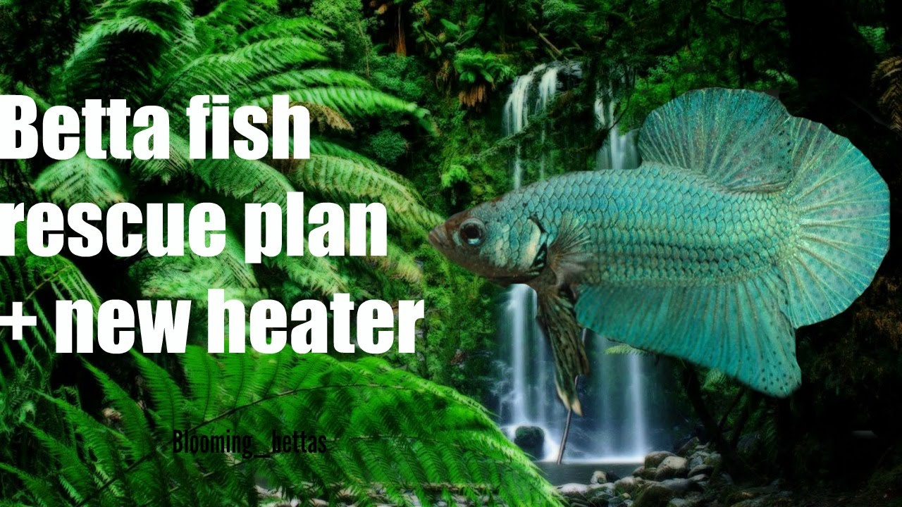 Betta rescue plan + New heater - YouTube