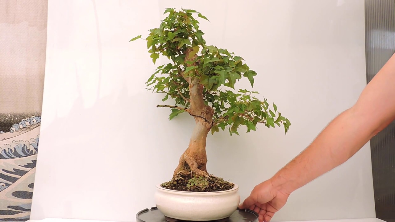 Vídeo 360º Bonsái Acer Buergerianum. Arce Tridente, Trifido, Burgueriano. Kaede. ACB64