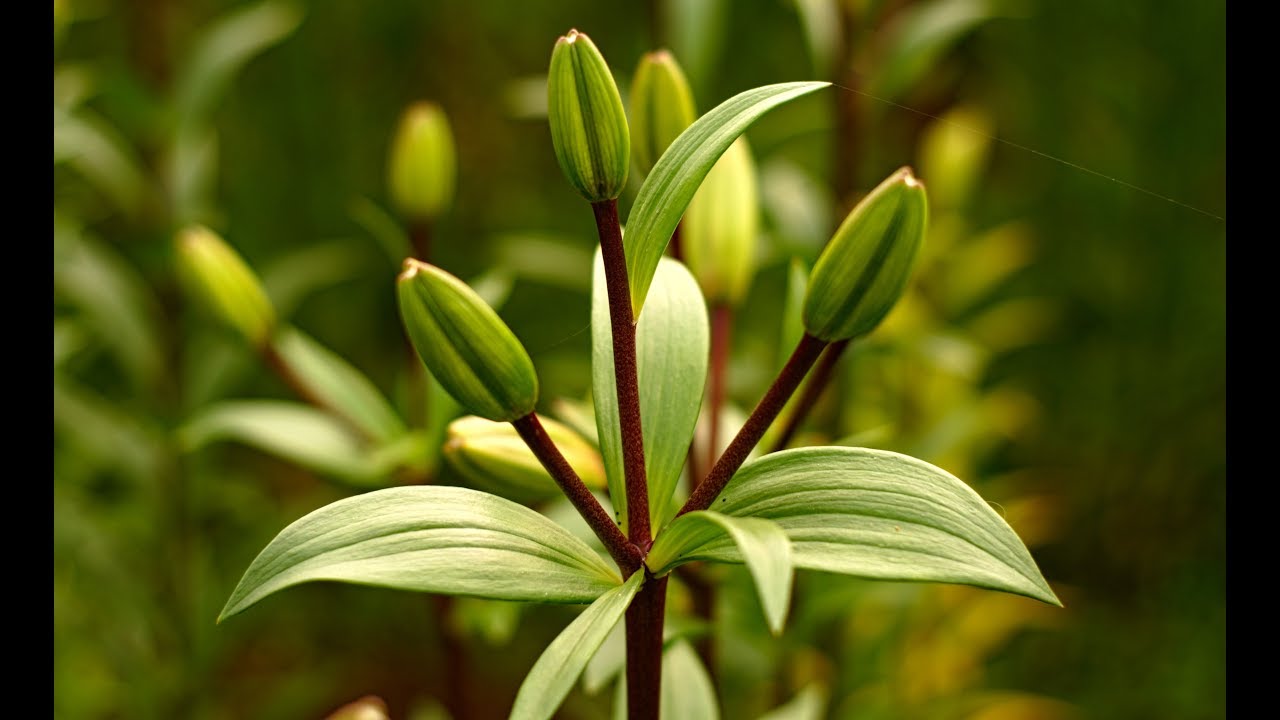 CADENA PRODUCTIVA FLORICULTORIAS DEL MAULE