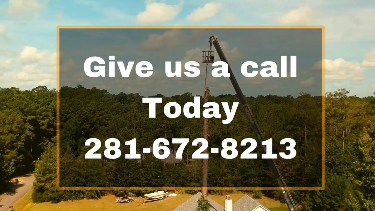 Expert Tree Services In Missouri City TX Missouri City Tree Service 