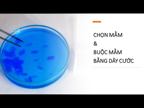 Video HD #2: Hướng dẫn cách tạo mầm đơn tinh thể và cột mầm... - youtube