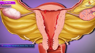 Anatomy of Uterus - Parts and position, Blood supply, Nerve supply, Lymphatic drainage - Part 2