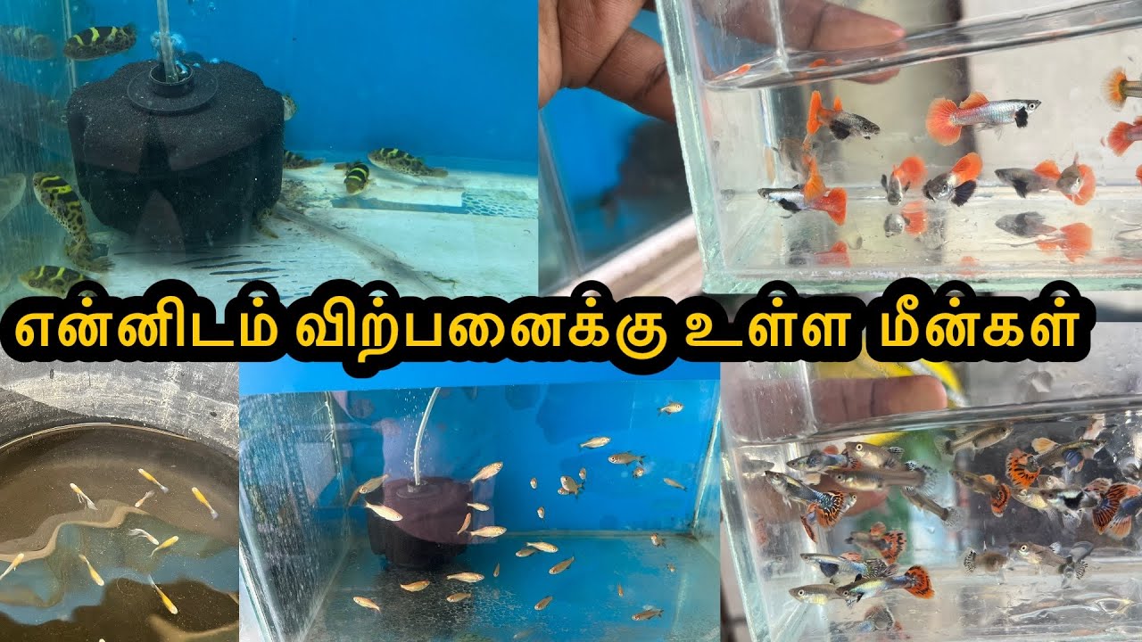என்னிடம் விற்பனைக்கு உள்ள மீன்கள்|ExoticGuppy|All In Our Fishes|Sales Video|Aquarium#petslovechannel