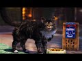 World Of Tanks. Поручения Редширского кота выполнены.