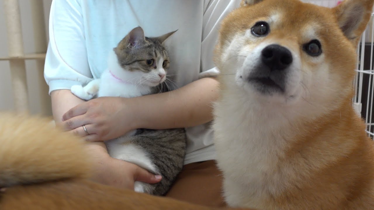 そこ危ないよ！柴犬が新入り猫に犬語で注意⁉︎威厳ゼロな可愛すぎる説教が、これ。