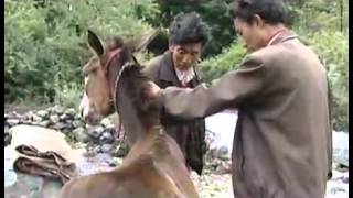 KBS스페셜 - KBS Special 20050122 #006