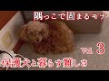 【保護犬】初めての病院 繁殖引退犬の記録③ #トイプードル 