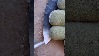 Learning How To Pressure Flake.#flintknapping #chumash #nativeartist