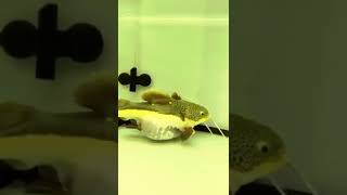 Celebrity Red Tail Catfish ate too much whopper Wealth