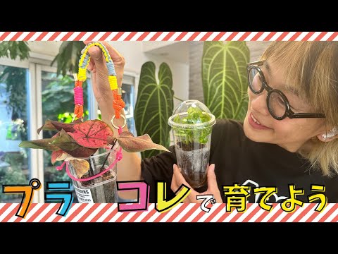 250822】プラントコレクション🪴カップで育てる植物✨プラコレ