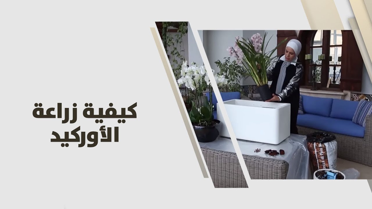 أمل القيمري - كيفية زراعة الأوركيد - زراعة وبيئة
