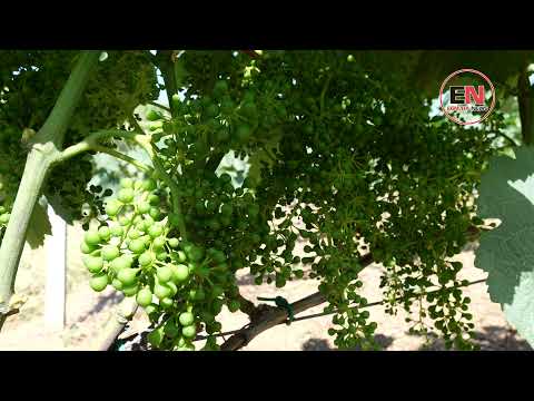 Video: Vreshtat e lulëzuara në veriperëndim të Paqësorit – Rrushi në rritje në SHBA-në veriperëndimore