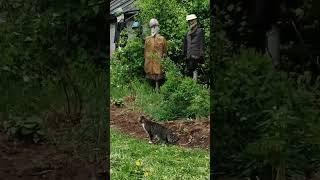 Дикий Белочко появился)) #cat #дача #лесной #кот