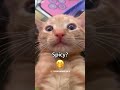 Cute Baby Cat wakes up suddenly - TikTok Viral 🤣 Ultimate Laugh!