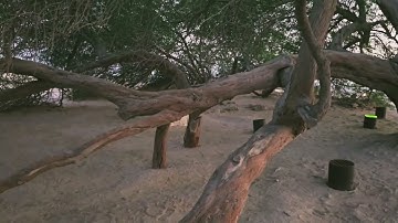 "The Tree of Life in Bahrain 🇧🇭: What I Found Blew My Mind!"