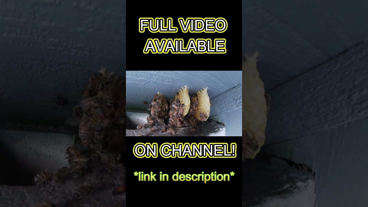 Why Did The BEE Go To The Doctor?  It Had HIVES!  