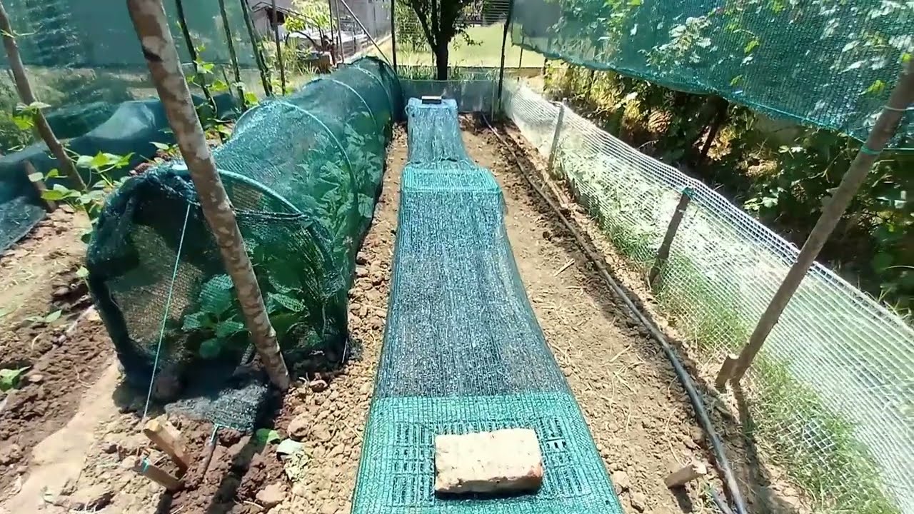 👨‍🌾🌾 Сажаю лук-порей по-своему @gardeneriak ​