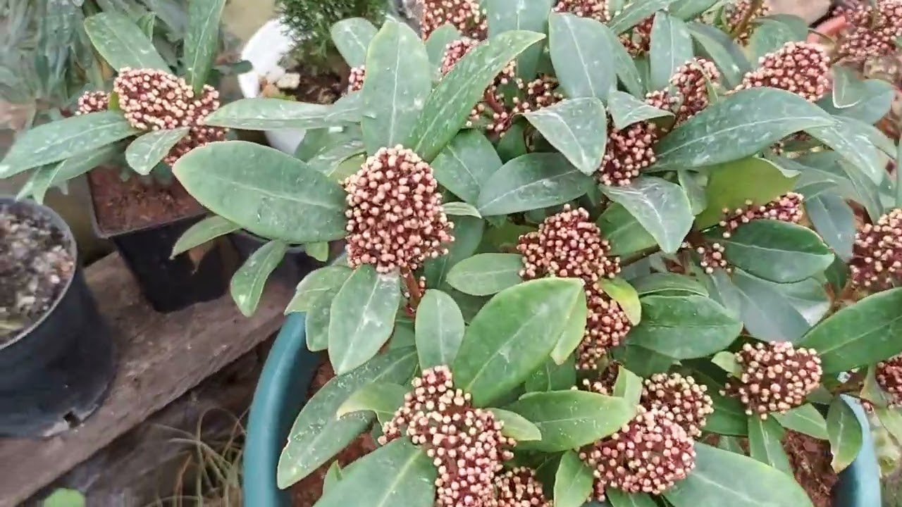 Теплица: обзор вечнозелёных растений и планы на сезон. 16.02.2026 г.