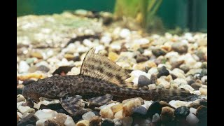Fish disease case nr. 349 Plecostomus catfish with damaged gills, gill flukes & bacterial infection