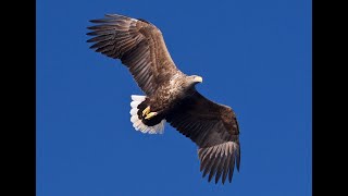 Career Overview White-tailed Sea Eagle