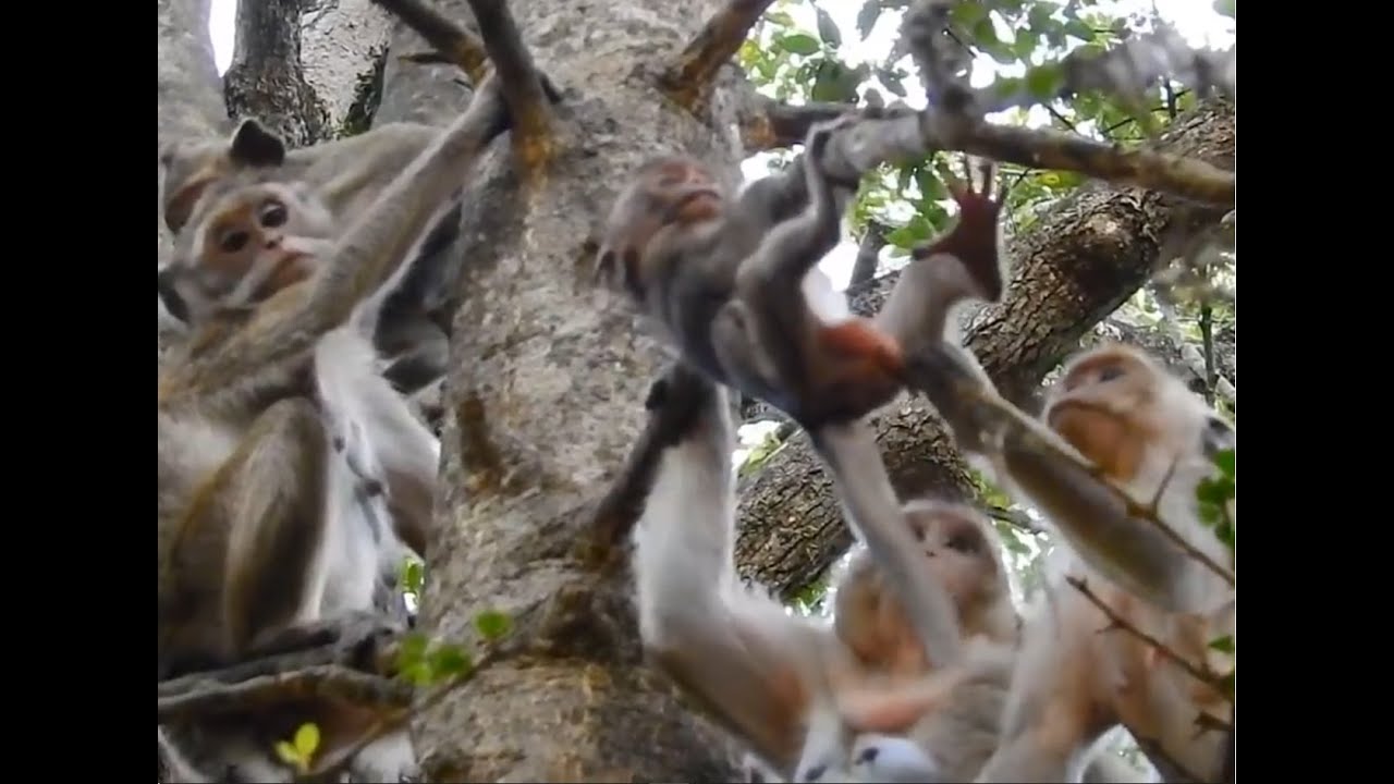 Baby monkey Lori Falls From Tree, Coz Amari Not Help
