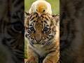 Where Are Kibi & Tovy Going? 🐯🐥