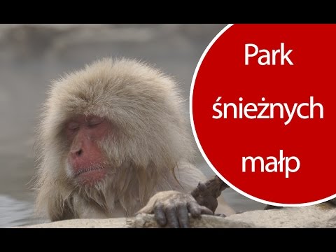 Wideo: Przewodnik po parkach dzikich małp w Japonii