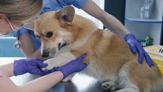 A Rattlesnake Bit my Dog | Cottage Q&A with Michelle Kelly