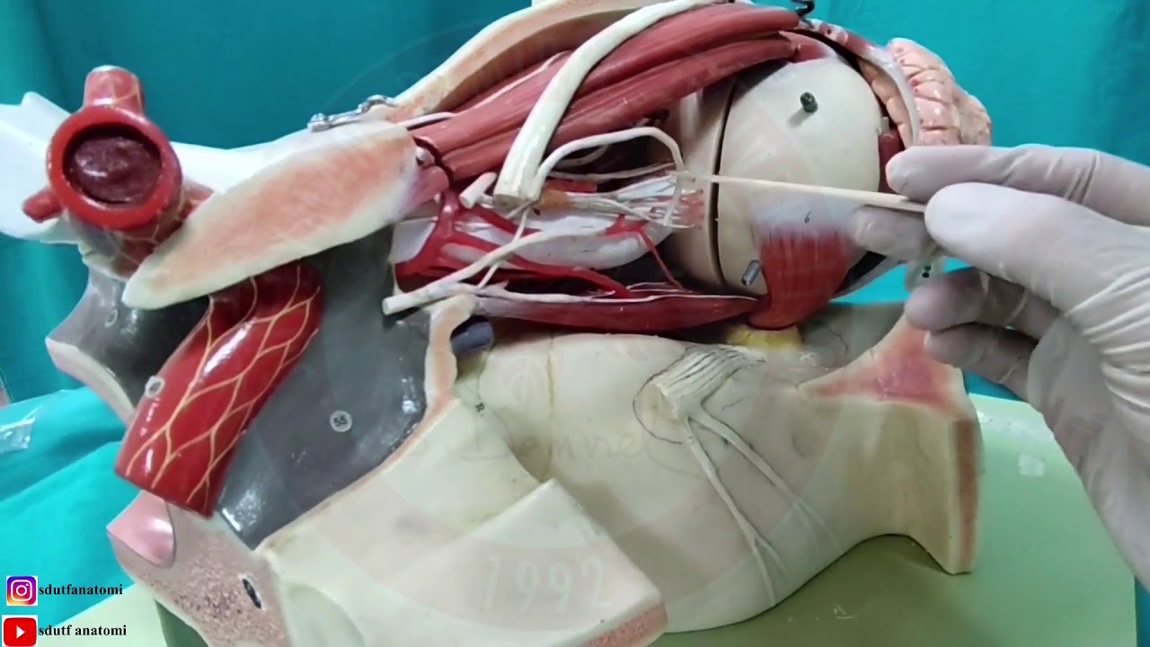 Nervus Oculomotorius (III)