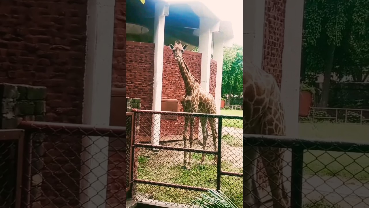 tallest zerafe, zerafe eating leaves from trees 🌴