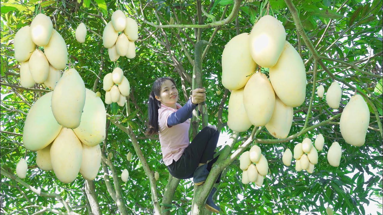 Harvesting MANGO to sell at the country market | countryside life