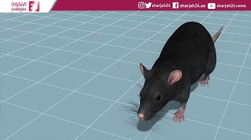 Human brain cells implanted into mice