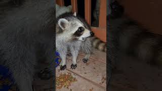 I touched it! by JENuine & Pawsitive 9,158 views 2 months ago 1 minute, 46 seconds