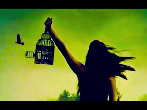 قفس تنگ است