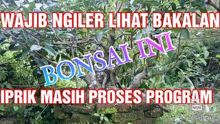 BAKALAN BONSAI ISTIMEWA