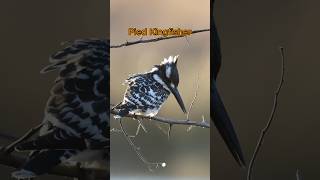 South Africa Safari Special- Day 1 #wildlifeentertainment #birds #africa #travel #africanwildanimals South Africa Safari Special- Day 1 #wildlifeentertainment #birds #africa #travel #africanwildanimals